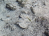 p1000522